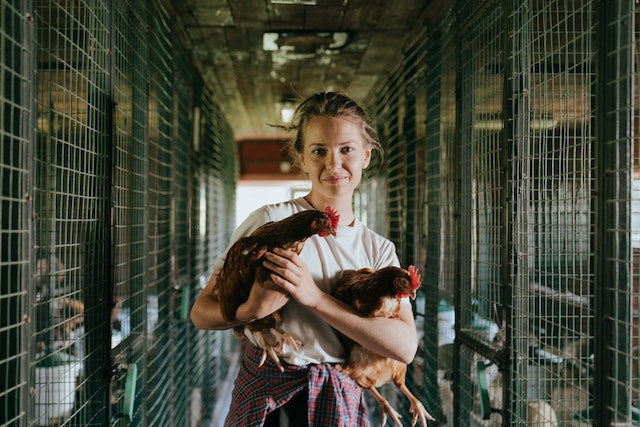 holding chickens in Urban homestead 2023