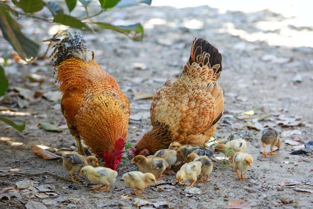 chickens eating